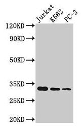Western Blot Positive WB detected in: Jurkat whole cell lysate, K562 whole cell lysate, PC-3 whole cell lysate All lanes: HIST1H1D antibody at 1:166 Secondary Goat polyclonal to rabbit IgG at 1/50000 dilution Predicted band size: 23 kDa Observed b...