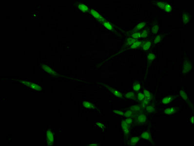 Immunofluorescent analysis of Hela cells using CSB-PA010379PA16me1HU at dilution of 1:100 and Alexa Fluor 488-congugated AffiniPure Goat Anti-Rabbit IgG(H+L)