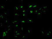 Immunofluorescent analysis of Hela cells using CSB-PA010379PA16nme1HU at dilution of 1:100 and Alexa Fluor 488-congugated AffiniPure Goat Anti-Rabbit IgG(H+L)
