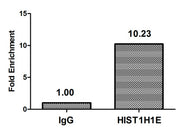Chromatin Immunoprecipitation Hela (4*106) were treated with Micrococcal Nuclease, sonicated, and immunoprecipitated with 5µg anti-HIST1H1E (CSB-PA010380OA145nphHU) or a control normal rabbit IgG. The resulting ChIP DNA was quantified using real-t...