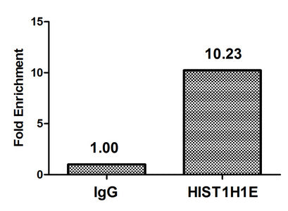 Chromatin Immunoprecipitation Hela (4*106) were treated with Micrococcal Nuclease, sonicated, and immunoprecipitated with 5µg anti-HIST1H1E (CSB-PA010380OA145nphHU) or a control normal rabbit IgG. The resulting ChIP DNA was quantified using real-t...