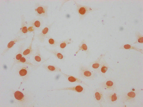 Immunocytochemistry analysis of CSB-PA010380OA147me1HU diluted at 1:15 and staining in Hela cells performed on a Leica BondTM system. The cells were fixed in 4% formaldehyde, permeabilized using 0.2% Triton X-100 and blocked with 10% normal goat s...