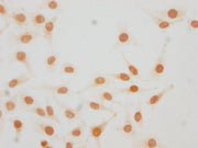 Immunocytochemistry analysis of CSB-PA010380OA25me1HU diluted at 1:20 and staining in Hela cells performed on a Leica BondTM system. The cells were fixed in 4% formaldehyde, permeabilized using 0.2% Triton X-100 and blocked with 10% normal goat se...