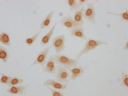 Immunocytochemistry analysis of CSB-PA010380OA62forHU diluted at 1:10 and staining in Hela cells(treated with 30mM sodium butyrate for 4h) performed on a Leica BondTM system. The cells were fixed in 4% formaldehyde, permeabilized using 0.2% Triton...