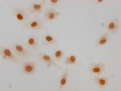 Immunocytochemistry analysis of CSB-PA010380OA63forHU diluted at 1:10 and staining in Hela cells(treated with 30mM sodium butyrate for 4h) performed on a Leica BondTM system. The cells were fixed in 4% formaldehyde, permeabilized using 0.2% Triton...