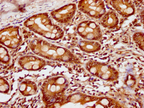 IHC image of CSB-PA010380OA63ncrHU diluted at 1:10 and staining in paraffin-embedded human small intestine tissue performed on a Leica BondTM system. After dewaxing and hydration, antigen retrieval was mediated by high pressure in a citrate buffer...