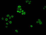 Immunofluorescent analysis of MCF-7 cells using CSB-PA010380PA03phHU at dilution of 1:100 and Alexa Fluor 488-congugated AffiniPure Goat Anti-Rabbit IgG(H+L)