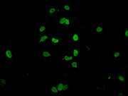 Immunofluorescent analysis of MCF-7 cells using CSB-PA010380PA147nme1HU at dilution of 1:100 and Alexa Fluor 488-congugated AffiniPure Goat Anti-Rabbit IgG(H+L)