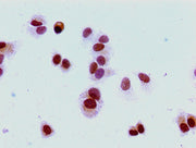Immunocytochemistry analysis of MCF-7 cells using CSB-PA010380PA16me2HU at dilution of 1:100