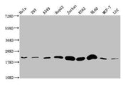 Western Blot Positive WB detected in: Hela whole cell lysate, 293 whole cell lysate, A549 whole cell lysate, HepG2 whole cell lysate, Jurkat whole cell lysate, K562 whole cell lysate, HL60 whole cell lysate, MCF-7 whole cell lysate, LO2 whole cell...