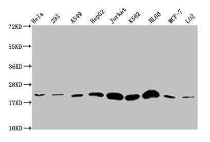 Western Blot Positive WB detected in: Hela whole cell lysate, 293 whole cell lysate, A549 whole cell lysate, HepG2 whole cell lysate, Jurkat whole cell lysate, K562 whole cell lysate, HL60 whole cell lysate, MCF-7 whole cell lysate, LO2 whole cell...