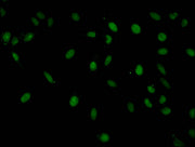 Immunofluorescent analysis of Hela cells using CSB-PA010380PA45nacHU at dilution of 1:100 and Alexa Fluor 488-congugated AffiniPure Goat Anti-Rabbit IgG(H+L)