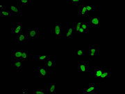 Immunofluorescent analysis of Hela cells using CSB-PA010380PA51nacHU at dilution of 1:100 and Alexa Fluor 488-congugated AffiniPure Goat Anti-Rabbit IgG(H+L)