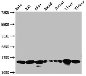 Western Blot Positive WB detected in: Hela whole cell lysate, 293 whole cell lysate, A549 whole cell lysate, HepG2 whole cell lysate, Jurkat whole cell lysate, Rat liver tissue, Rat kidney tissue All lanes: HIST1H2AG antibody at 0.21µg/ml Secondar...