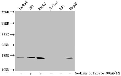 Western Blot Detected samples: Jurkat whole cell lysate, 293 whole cell lysate, HepG2 whole cell lysate; Untreated (-) or treated (+) with 30mM sodium butyrate for 4h All lanes: HIST1H2AG antibody at 1:100 Secondary Goat polyclonal to rabbit IgG a...