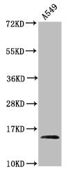 Western Blot Positive WB detected in: A549 whole cell lysate (treated by 30mM sodium butyrate for 4h) All lanes: HIST1H2AG antibody at 0.44µg/ml Secondary Goat polyclonal to rabbit IgG at 1/50000 dilution Predicted band size: 15 kDa Observed band...
