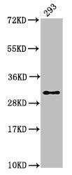 Western Blot Positive WB detected in: 293 whole cell lysate All lanes: HIST1H2AG antibody at 1.34µg/ml Secondary Goat polyclonal to rabbit IgG at 1/50000 dilution Predicted band size: 15 kDa Observed band size: 32 kDa