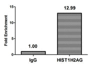 Chromatin Immunoprecipitation Hela (4*106) were treated with Micrococcal Nuclease, sonicated, and immunoprecipitated with 5µg anti-HIST1H2AG (CSB-PA010389OA09nme1HU) or a control normal rabbit IgG. The resulting ChIP DNA was quantified using real-...