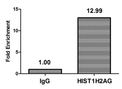 Chromatin Immunoprecipitation Hela (4*106) were treated with Micrococcal Nuclease, sonicated, and immunoprecipitated with 5µg anti-HIST1H2AG (CSB-PA010389OA09nme1HU) or a control normal rabbit IgG. The resulting ChIP DNA was quantified using real-...