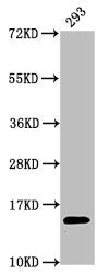 Western Blot Positive WB detected in: 293 whole cell lysate All lanes: HIST1H2AG antibody at 0.74µg/ml Secondary Goat polyclonal to rabbit IgG at 1/50000 dilution Predicted band size: 15 kDa Observed band size: 15 kDa