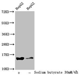 Western Blot Detected samples: HepG2 whole cell lysate; Untreated (-) or treated (+) with 30mM sodium butyrate for 4h All lanes: HIST1H2AG antibody at 1:100 Secondary Goat polyclonal to rabbit IgG at 1/50000 dilution Predicted band size: 15 kDa Ob...