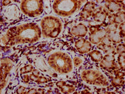 IHC image of CSB-PA010389OA118nbhbHU diluted at 1:20 and staining in paraffin-embedded human pancreatic tissue performed on a Leica BondTM system. After dewaxing and hydration, antigen retrieval was mediated by high pressure in a citrate buffer (p...
