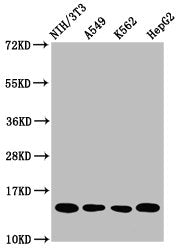 Western Blot Positive WB detected in: NIH/3T3 whole cell lysate, A549 whole cell lysate, K562 whole cell lysate, HepG2 whole cell lysate All lanes: HIST1H2AG antibody at 1µg/ml Secondary Goat polyclonal to rabbit IgG at 1/50000 dilution Predicted...