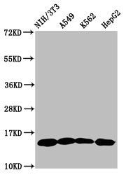 Western Blot Positive WB detected in: NIH/3T3 whole cell lysate, A549 whole cell lysate, K562 whole cell lysate, HepG2 whole cell lysate All lanes: HIST1H2AG antibody at 1µg/ml Secondary Goat polyclonal to rabbit IgG at 1/50000 dilution Predicted...