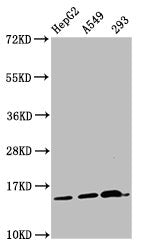 Western Blot Positive WB detected in: HepG2 whole cell lysate, A549 whole cell lysate, 293 whole cell lysate All lanes: HIST1H2AG antibody at 1µg/ml Secondary Goat polyclonal to rabbit IgG at 1/50000 dilution Predicted band size: 15 kDa Observed b...