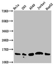 Western Blot Positive WB detected in: Hela whole cell lysate, 293 whole cell lysate, A549 whole cell lysate, Jurkat whole cell lysate, HepG2 whole cell lysate (all treated with 30mM sodium butyrate for 4h) All lanes: HIST1H2AG antibody at 1.25µg/m...