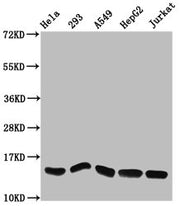 Western Blot Positive WB detected in: Hela whole cell lysate, 293 whole cell lysate, A549 whole cell lysate, HepG2 whole cell lysate, Jurkat whole cell lysate All lanes: HIST1H2AG antibody at 1.27µg/ml Secondary Goat polyclonal to rabbit IgG at 1/...
