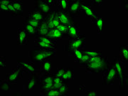 Immunofluorescence staining of Hela cells with CSB-PA010389OA29me1HU at 1:2.5, counter-stained with DAPI. The cells were fixed in 4% formaldehyde, permeabilized using 0.2% Triton X-100 and blocked in 10% normal Goat Serum. The cells were then incu...
