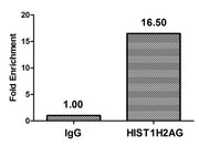 Chromatin Immunoprecipitation Hela (4*106) were treated with Micrococcal Nuclease, sonicated, and immunoprecipitated with 5µg anti-HIST1H2AG (CSB-PA010389OA29me2HU) or a control normal rabbit IgG.The resulting ChIP DNA was quantified using real-ti...