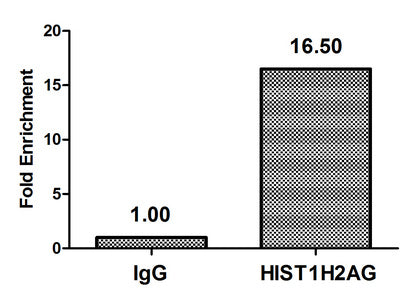 Chromatin Immunoprecipitation Hela (4*106) were treated with Micrococcal Nuclease, sonicated, and immunoprecipitated with 5µg anti-HIST1H2AG (CSB-PA010389OA29me2HU) or a control normal rabbit IgG.The resulting ChIP DNA was quantified using real-ti...