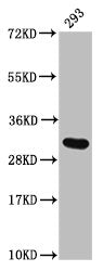 Western Blot Positive WB detected in: 293 whole cell lysate All lanes: HIST1H2AG antibody at 1.2µg/ml Secondary Goat polyclonal to rabbit IgG at 1/50000 dilution Predicted band size: 15 kDa Observed band size: 32 kDa