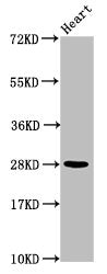 Western Blot Positive WB detected in: Mouse heart tissue All lanes: HIST1H2AG antibody at 1.04µg/ml Secondary Goat polyclonal to rabbit IgG at 1/50000 dilution Predicted band size: 15 kDa Observed band size: 28 kDa