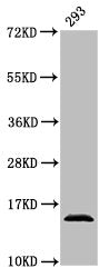 Western Blot Positive WB detected in: 293 whole cell lysate All lanes: HIST1H2AG antibody at 0.76µg/ml Secondary Goat polyclonal to rabbit IgG at 1/50000 dilution Predicted band size: 15 kDa Observed band size: 15 kDa