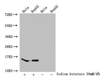 Western Blot Detected samples: Hela whole cell lysate, HepG2 whole cell lysate; Untreated (-) or treated (+) with 30mM sodium butyrate for 4h All lanes: HIST1H2AG antibody at 1:100 Secondary Goat polyclonal to rabbit IgG at 1/50000 dilution Predic...