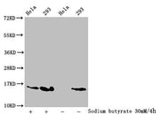 Western Blot Detected samples: Hela whole cell lysate, 293 whole cell lysate; Untreated (-) or treated (+) with 30mM sodium butyrate for 4h All lanes: HIST1H2AG antibody at 1:100 Secondary Goat polyclonal to rabbit IgG at 1/50000 dilution Predicte...
