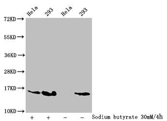 Western Blot Detected samples: Hela whole cell lysate, 293 whole cell lysate; Untreated (-) or treated (+) with 30mM sodium butyrate for 4h All lanes: HIST1H2AG antibody at 1:100 Secondary Goat polyclonal to rabbit IgG at 1/50000 dilution Predicte...