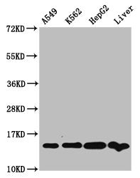 Western Blot Positive WB detected in: A549 whole cell lysate, K562 whole cell lysate, HepG2 whole cell lysate, Rat liver tissue All lanes: HIST1H2AG antibody at 1µg/ml Secondary Goat polyclonal to rabbit IgG at 1/50000 dilution Predicted band size...