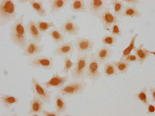 Immunocytochemistry analysis of CSB-PA010389OA95hibHU diluted at 1:10 and staining in Hela cells(treated with 30mM sodium butyrate for 4h) performed on a Leica BondTM system. The cells were fixed in 4% formaldehyde, permeabilized using 0.2% Triton...