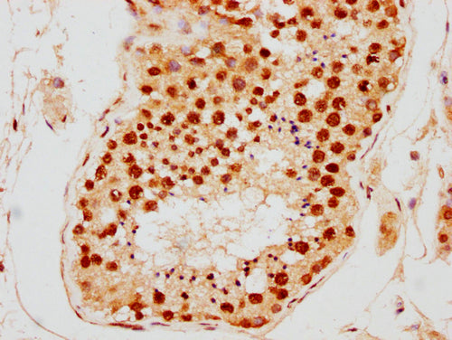 IHC image of CSB-PA010389PA09nsucHU diluted at 1:10 and staining in paraffin-embedded human testis tissue performed on a Leica BondTM system. After dewaxing and hydration, antigen retrieval was mediated by high pressure in a citrate buffer (pH 6.0...