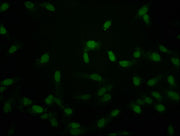 Immunofluorescence staining of Hela cells with CSB-PA010389PA118crHU at 1:50, counter-stained with DAPI. The cells were fixed in 4% formaldehyde, permeabilized using 0.2% Triton X-100 and blocked in 10% normal Goat Serum. The cells were then incub...
