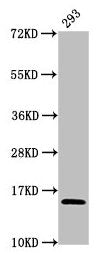 Western Blot Positive WB detected in: 293 whole cell lysate All lanes: HIST1H2AG antibody at 1.32µg/ml Secondary Goat polyclonal to rabbit IgG at 1/50000 dilution Predicted band size: 15 kDa Observed band size: 15 kDa