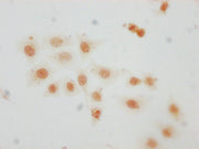 Immunocytochemistry analysis of CSB-PA010389PA29me1HU diluted at 1:10 and staining in Hela cells performed on a Leica BondTM system. The cells were fixed in 4% formaldehyde, permeabilized using 0.2% Triton X-100 and blocked with 10% normal goat se...