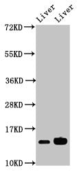 Western Blot Positive WB detected in: Mouse liver tissue, Rat liver tissue All lanes: HIST1H2BB antibody at 2.8µg/ml Secondary Goat polyclonal to rabbit IgG at 1/50000 dilution Predicted band size: 14 kDa Observed band size: 14 kDa