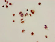 Immunocytochemistry analysis of Hela cells using CSB-PA010402OA16acHU at dilution of 1:100