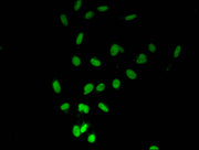 Immunofluorescent analysis of Hela cells using CSB-PA010402PA16nacHU at dilution of 1:100 and Alexa Fluor 488-congugated AffiniPure Goat Anti-Rabbit IgG(H+L)