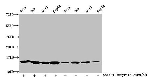 Western Blot Detected samples: Hela whole cell lysate, 293 whole cell lysate, A549 whole cell lysate, HepG2 whole cell lysate; Untreated (-) or treated (+) with 30mM sodium butyrate for 4h All lanes: HIST1H2BC antibody at 1:100 Secondary Goat poly...
